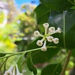 Cestrum diurnum Floare