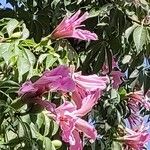 Ceiba speciosa Flower