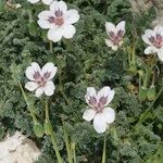 Erodium cheilanthifolium Hábito