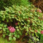 Rhododendron orbiculare Habitus