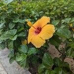 Hibiscus ovalifoliusപുഷ്പം