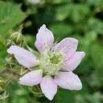 Rubus scaber ᱵᱟᱦᱟ