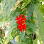 Lychnis chalcedonica 花