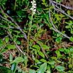 Goodyera repens Corteza