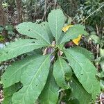 Leuenbergeria bleo Blad