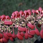 Norantea guianensis Floare