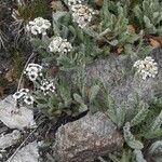 Achillea nana Hábitos