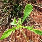 Cephalaria leucantha Leaf