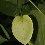 Passiflora platyloba Frukt