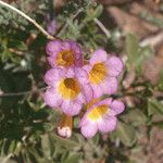 Phacelia bicolor Fiore