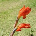 Gladiolus dalenii Blomst