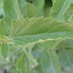 Teucrium arduini Лист