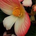 Begonia grandis Blüte