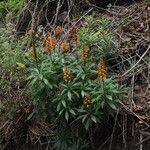 Digitalis canariensis Habit