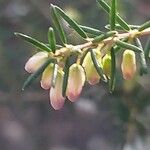 Erica erigena Flor