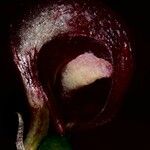 Corybas pignalii Floare