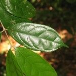 Siparuna cuspidata Leaf