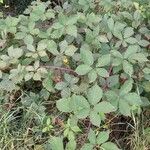 Rubus gratus ശീലം