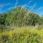 Genista micrantha Habit