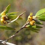 Ernodea littoralis Hoja