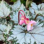 Begonia rex Λουλούδι