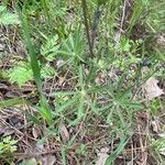 Lupinus bicolor Leaf