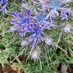 Cardopatium corymbosum Flor