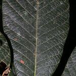 Pouteria viridis Blatt