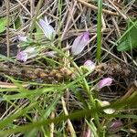 Polygala monspeliaca 花