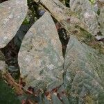 Dorstenia kameruniana Лист