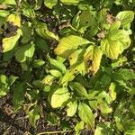 Helwingia japonica 葉