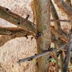 Boswellia sacra Bark