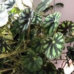 Begonia cleopatrae List