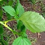 Physalis philadelphica Leaf