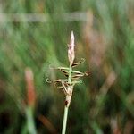 Carex pulicaris 果