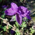 Salvia viridis Flower