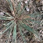 Corynephorus canescens Blatt