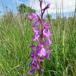 Anacamptis palustris Flor