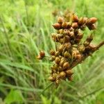 Juncus acutus Φρούτο