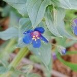 Lysimachia foemina Fula