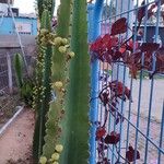 Euphorbia candelabrum Fruit