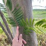 Albizia niopoides Blad