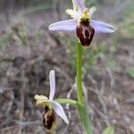 Ophrys × arachnitiformis花