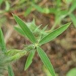 Trifolium purpureum برگ