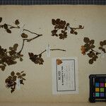 Rosa × dumetorum Otro