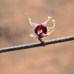 Strophanthus sarmentosus Fleur