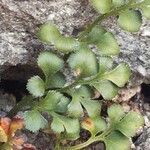 Asplenium ruta-muraria List