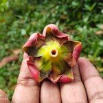 Wrightia coccinea Flower