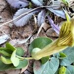 Aristolochia fontanesii Likasa