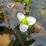 Ranalisma humile Flower